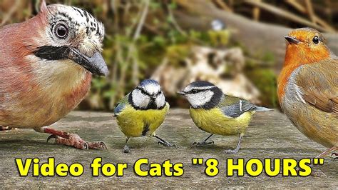 bird videos for cats|cat videos to entertain cats.